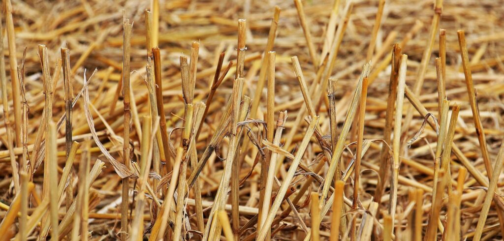 Hoe laat je je strozak bij je outfit passen? 1 stubble harvest straw agriculture 158198